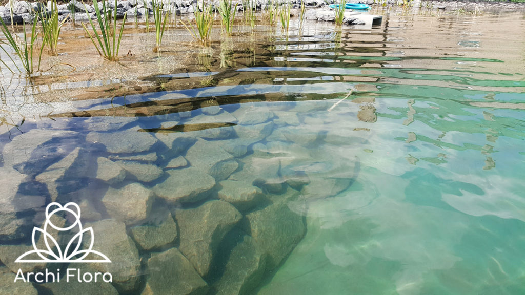 Пример чистой воды в пруду с биоплато - прозрачность воды