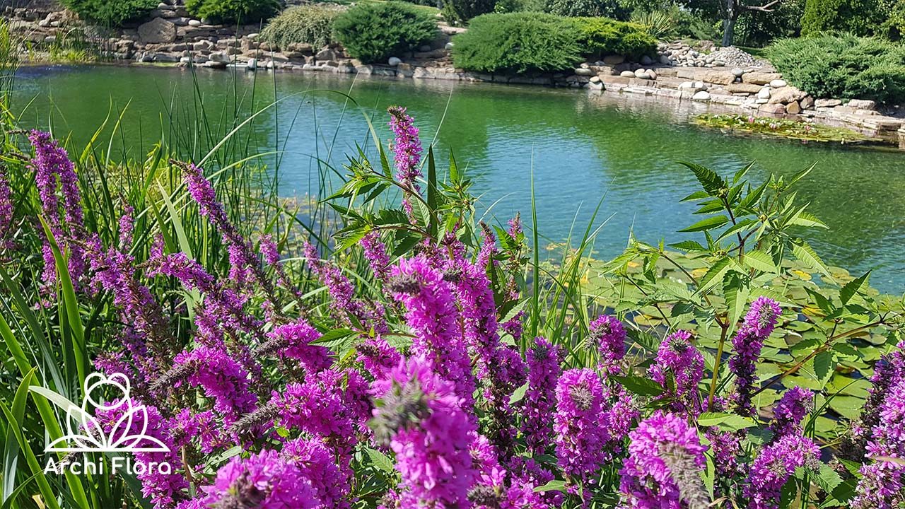 Реконструкція плавального пруда