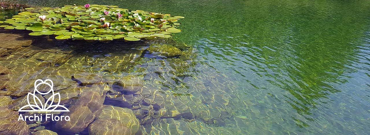 Прозора вода в плавальному пруду