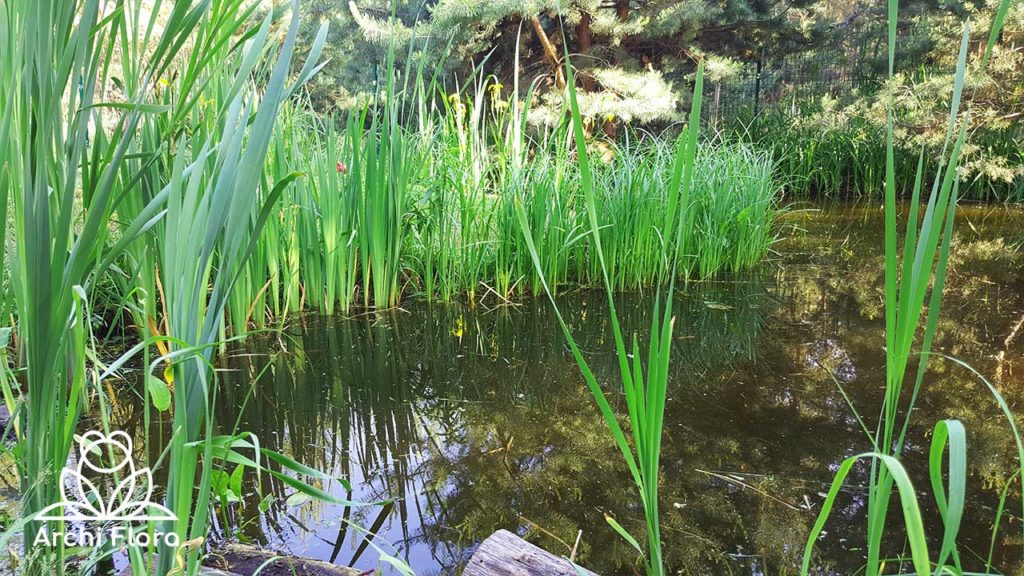 Вид на дзеркало води ставка для поливу в харківській області