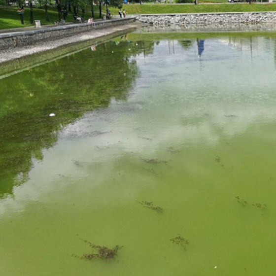 Фото прудов с грязной водой