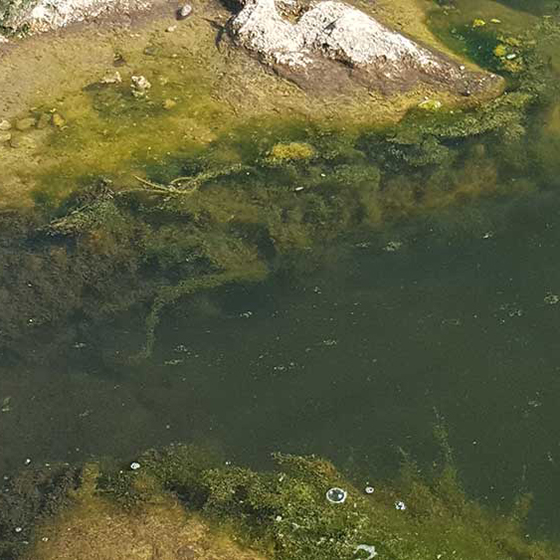 Фото прудов с грязной водой
