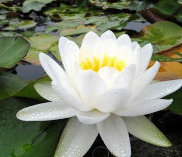 Нимфея "Marliacea Albida" для пруда в Харькове