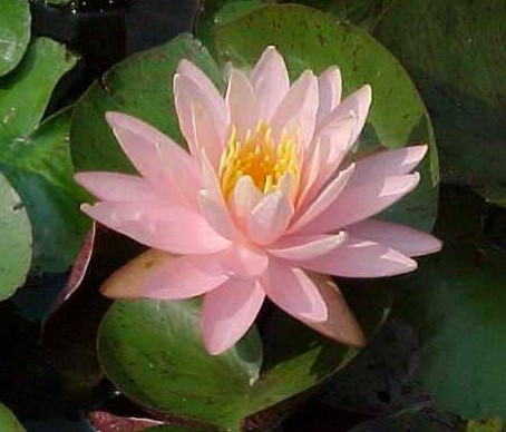 Нимфея "Species Pink" для пруда в Харькове
