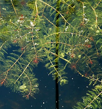 Уруть колосистая для пруда Харьков